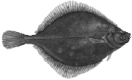 Plattd&uuml;&uuml;tsch